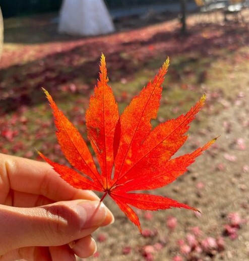 Kim Sung-eun has shared her latest experience of enjoying the fall.On the afternoon of the 11th, Kim Sung-eun posted several photos on his instagram with the phrase The maple is so beautiful.The contents of the photo are Kim Sung-eun lying in a place full of maple leaves. I felt Kim Sung-euns happy feelings when he closed his eyes and posed for his finger V.In addition, the image of picking up a red maple leaf and leaving a certification shot attracted attention by stimulating the girls sensibility.On the other hand, Kim Sung-eun married soccer player Jung Jo-gook in 2009, and has two sons and one daughter in the following year, the first son Taeha, the second daughter Yoon Ha in 2017, and the third son in January 2020.