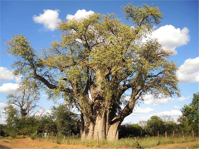 아프리카 짐바브웨에 살고 있는 키 25m의 바오밥 나무 ‘빅 트리’./Dendrochronologia