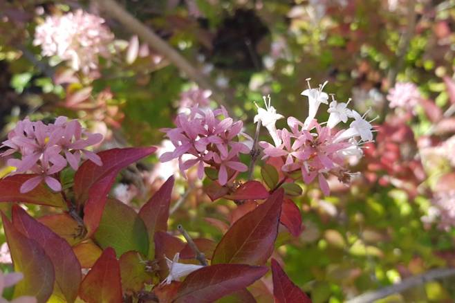 중국댕강나무 꽃받침.