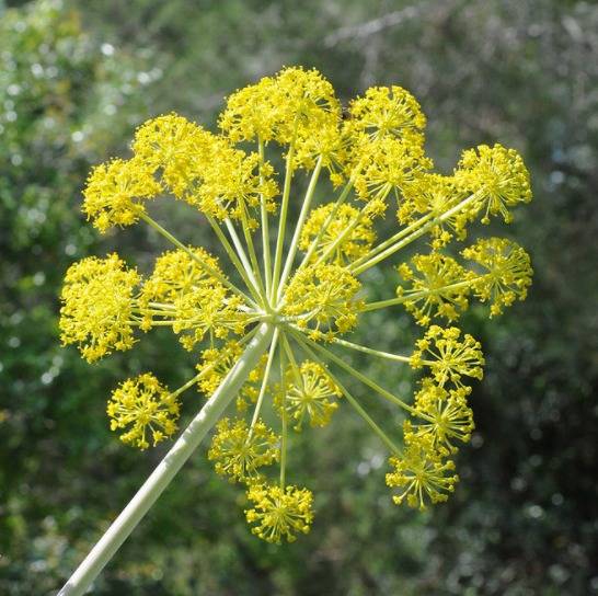 탑시아 가르가니카 모습(사진출처=영국 왕립식물원 큐가든 홈페이지) © 뉴스1
