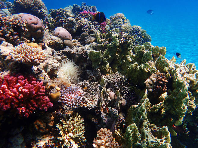 산호 자료사진 123rf.com