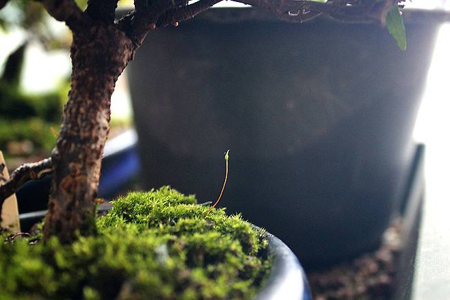 이끼에서 유독 길쭉한 줄기가 올라왔다. 상황에 따라 이끼는 식물이 아주 잘 자라고 있다는 의미이기도 하다. ⓒ안희제 제공