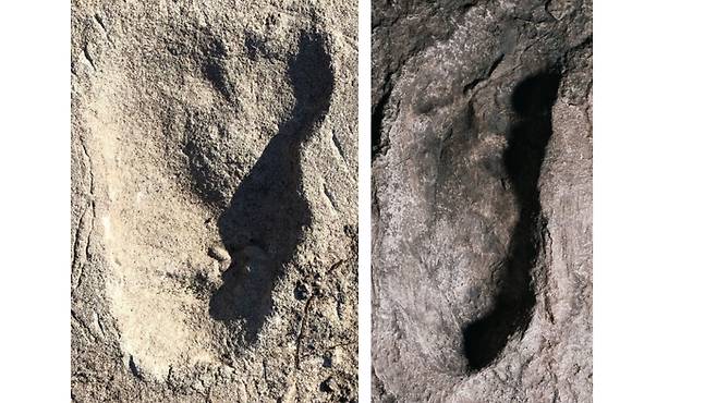 탄자니아 라에톨리 A지역의 370만년 전 발자국 화석(왼쪽)과 근처 G지역에서 나온 같은 시기의 아파렌시스 발자국 화석(오른쪽). A지역 발자국이 더 발이 넓다./미 다트머스대
