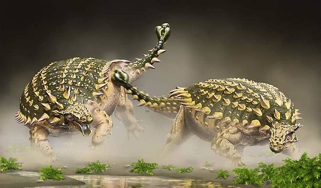 몽골에서 발견된 신종 갑옷 공룡 타르키아 투마노바에가 꼬리의 뼈 뭉치를 휘두르며 싸우는 상상도. 그림 최유식, 박진영 페이스북 갈무리.