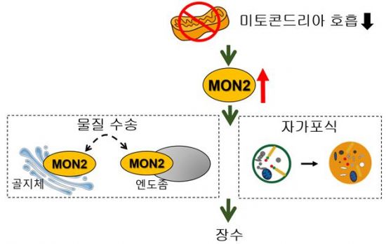 항노화 단백질 MONO2