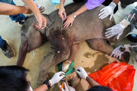 지난 2일(현지시간) 태국 촌부리의 한 열대 정원에서 치료를 받고 있는 생후 3개월 새끼 코끼리의 모습. 로이터=연합뉴스