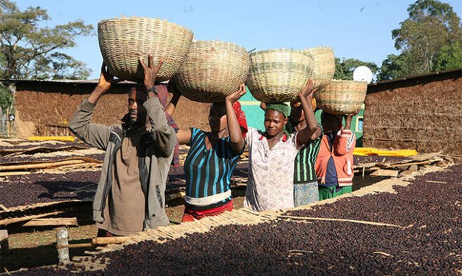 에티오피아 오로모족은 주술사가 죽으면 커피나무로 태어난다고 봤다. 커피가 부족을 행복의 세계로 이끌어 준다는 믿음이 컸기 때문이다. 사진은 함벨라 오로모족이 수확한 커피 열매를 건조장으로 나르는 모습. 커피비평가협회(CCA) 제공