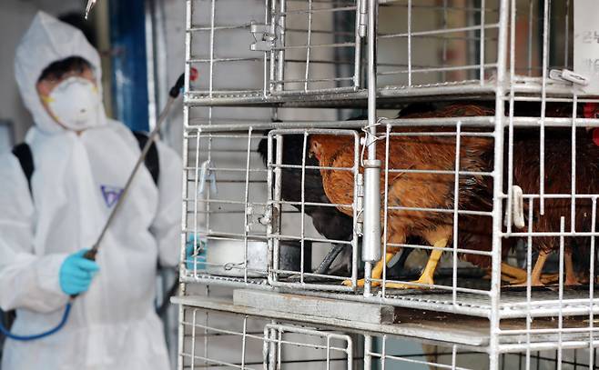 광주 북구 말바우시장에서 북구청 시장산업과 직원들이 조류인플루엔자(AI) 예방을 위해 닭과 오리 판매 업소를 방역하고 있다. /연합뉴스