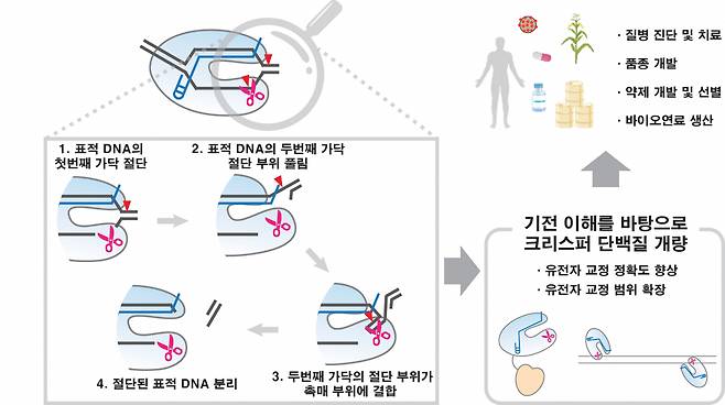 Cas12a 유전자 가위가 표적 DNA를 자르는 핵심 과정과 기대효과.[GIST 제공]