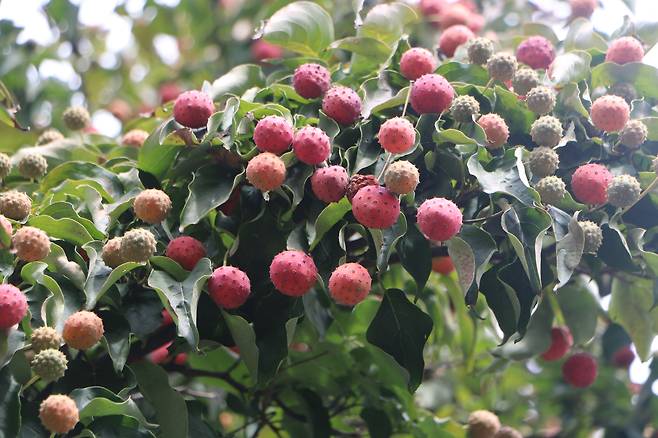산딸나무 열매.