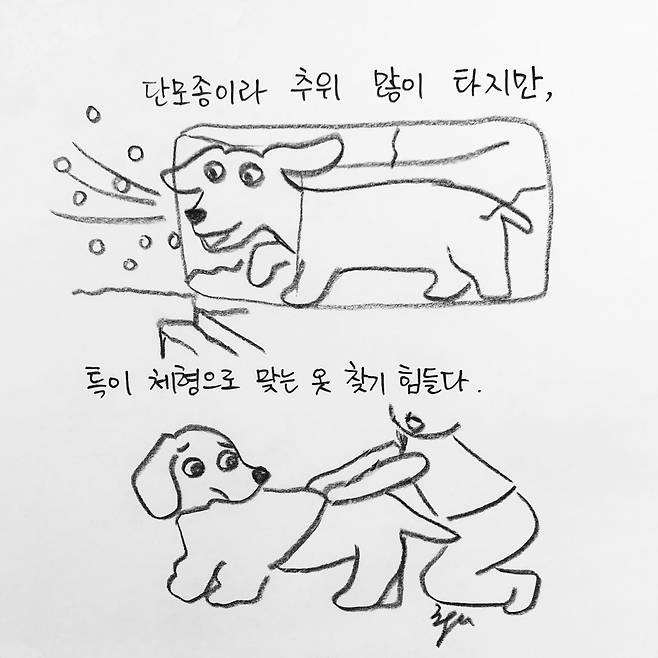 해피펫툰 닥스훈트(한인가 수의사 제공) © 뉴스1