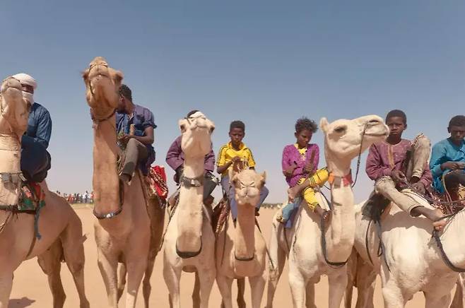 사우디아라비아에서 매년 열리는 낙타 페스티벌의 한 프로그램인 아름다운 낙타 선발대회에 출전한 낙타들. AFP 연합뉴스