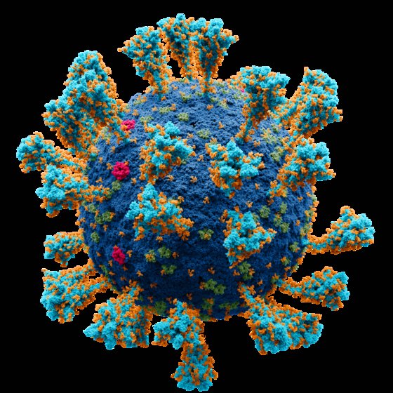 오미크론 바이러스의 모습. 위키피디아