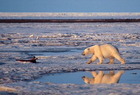 북극 야생동물 보호구역에서 한 북극곰이 녹은 얼음 사이를 걷고 있다. [AP=뉴시스]