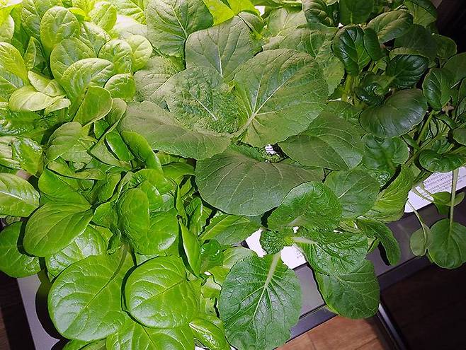 수확기가 근접한 엽채류(12월 10일)