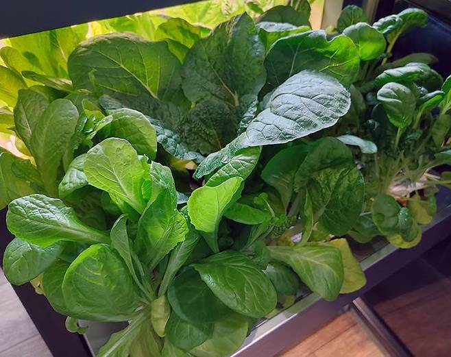 재배 한달된 상칸 엽채류(12월 20일)