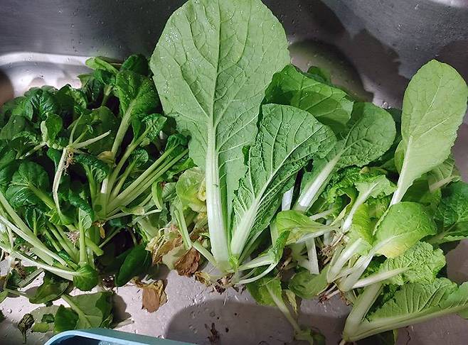수확한 채소는 씻어서 곧바로 먹을 수 있다