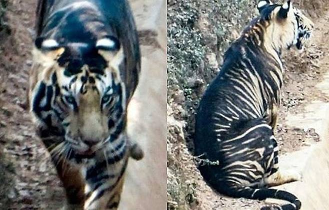 '흑호랑이'로 불리는 벵갈 호랑이 데일리 메일 트위터 갈무리. 재판매 및 DB 금지.