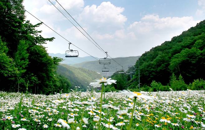 하이원 스키장의 여름은 야생화 바다로 변신해 새로운 여행을 만든다