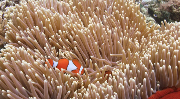FTV 다큐 '푸른 심장, 산호'는 바다에서 중요한 역할을 하는 산호가 지구 온난화로 점차 사라지고 있다는 내용을 담고 있다. [사진=FTV]