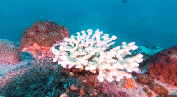 FTV 다큐 '푸른 심장, 산호'에서는 선크림으로 인해 발생하는 산호 백화현상의 심각성에 대해 알려준다. [사진=FTV]