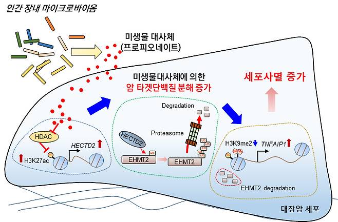 장내미생물 대사체인 '프로피오네이트'가 대장암 세포 사멸이 일어나는 모식도. / 사진제공=한국생명공학연구원