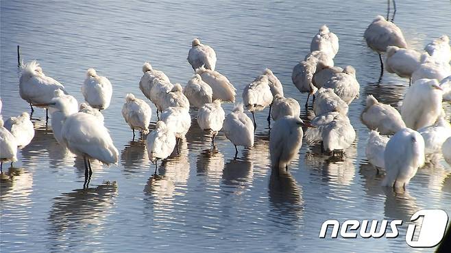 만경강에서 발견된 노랑부리저어새(천연기념물 제205호)(익산시 제공) 2022.1.11/© 뉴스1