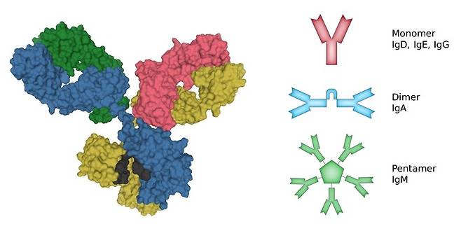 항체는 Y자 모양을 하고 있다. 오른쪽은 면역글로불린 항체의 다섯가지 종류 모형. 위키미디어 코먼스