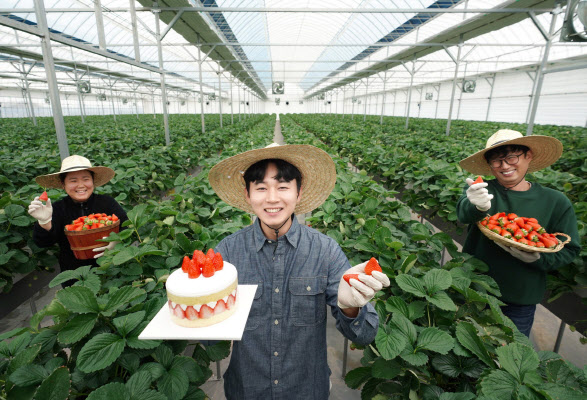 충남 논산 딸기 재배 농가에서 청년 농부들이 ‘비타베리’와 이를 활용한 파리바게뜨 케이크를 소개하고 있다.(사진=SPC)