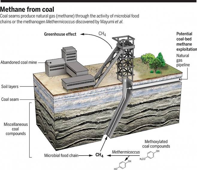 석탄 광산에는 메탄이 꽤 존재한다. 그 기원은 오랫동안 미스터리였지만 지난 2016년 메탄생성 고세균이 부분 탄화된 리그닌 분자의 메톡시기를 먹고 메탄을 내놓는다는 사실이 밝혀졌고 최근 이 과정이 주된 생성 경로임이 입증됐다. 기체 상태로 공간에 있거나 석탄에 흡착된 메탄은 채굴 과정에서 대기로 빠져나가 온실가스가 된다. 몇몇 광산에서는 메탄 농도가 높아 천연가스로 상업 채굴되고 있다. 사이언스 제공