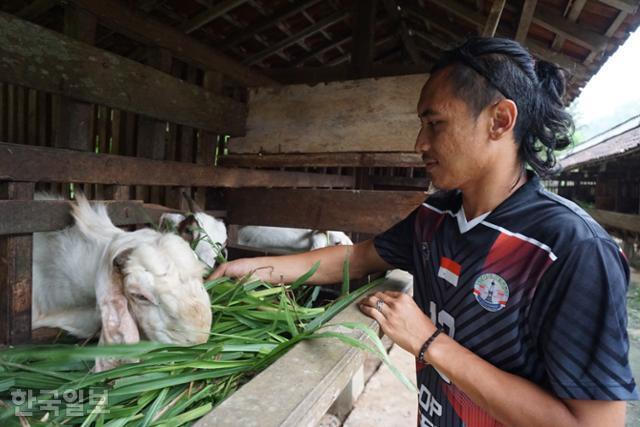 한국에서 외국인 노동자로 살았던 에코씨가 응랑그란 마을 축사에서 잠나파리 품종 염소에게 풀을 먹이고 있다. 응랑그란=고찬유 특파원