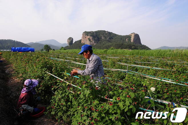 전북 고창군이 복분자 산업 활성화를 위해 올해 수매장려금을 지급하기로 했다. (뉴스1/D)© 뉴스1
