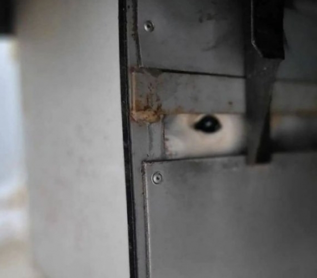 트럭 아래 쇠상자에 갇힌 백순이. 동물단체 '케어' 인스타그램 캡처