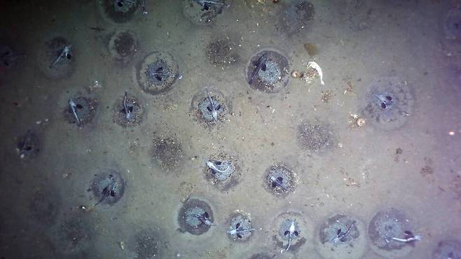 남극 심해에서 지구 최대 규모의 물고기 번식지가 발견됐다. 요나빙어의 둥지가 해저에 평균 3㎡당 1개씩 많은 곳엔 1㎡에 1∼2개 240㎢ 면적에 펼쳐져 있다. 알프레드 베게너 연구소 OFOBS 팀 제공.