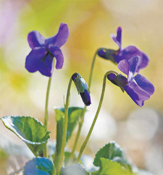 수백 종에 이르는 제비꽃 중 ‘향기제비꽃’으로 불리는 비올라 오도라타(Viola odorata).  ⓒChristian Fischer