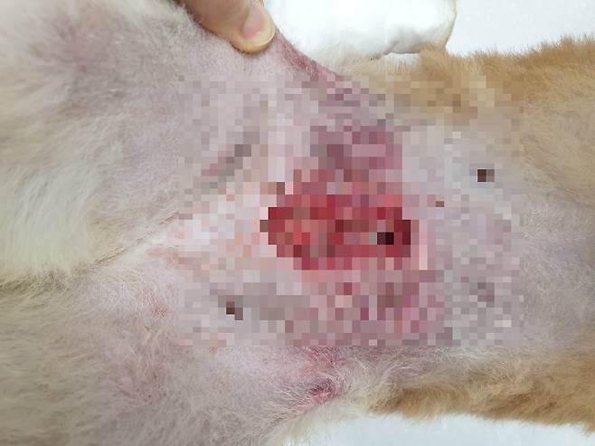 중성화 수술 후 술부가 개복된 앵두 사진