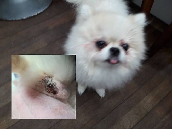 A동물병원에서 율무의 비루관 개통술(눈물샘 수술)을 하고 난 후 병원 측이 보호자에게 보낸 사진과 (왼쪽 하단)슬개골 탈구 수술을 받은 이후 율무의 술부 모습. 독자 제공