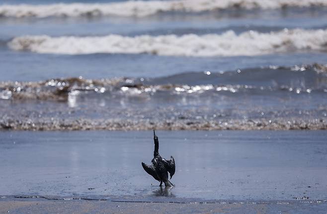 지난 18일(현지시각) 페루의 벤타니아 해변, 기름을 뒤집어쓴 새의 모습. /로이터 연합뉴스