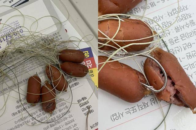 인천시 부평구 부평공원에서 발견된 낚싯바늘에 꿰인 소시지. 제보자 A씨 제공