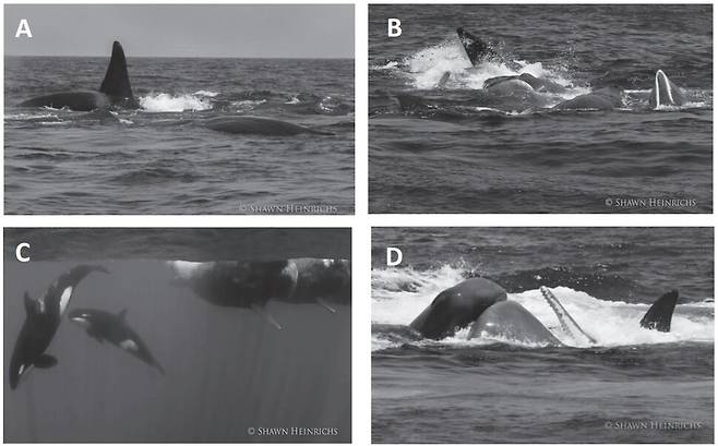 스리랑카 해역에서 2013년 목격된 범고래 무리의 향고래 사냥 모습. 범고래가 향고래 무리로 돌진해 들어간다(A). 향고래는 단단히 뭉쳐 대응한다(B). 물속에서 본 모습. 범고래 두 마리와 뭉쳐있는 향고래 3마리가 보인다(C). 향고래를 공격하는 범고래. 향고래 한 마리가 입을 벌리고 있다(D). 조지나 겜멜 외 (2015) `아쿠아틱 매멀스' 제공.