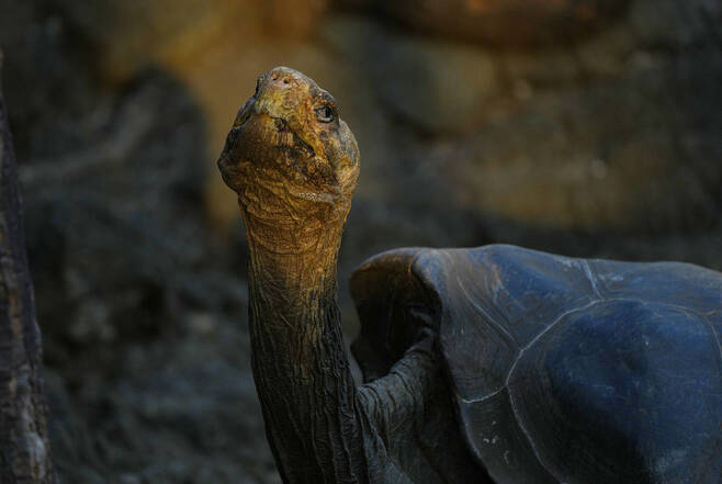 [에콰도르=AP/뉴시스] 지난 14일 갈라파고스 군도 내 국립공원에서 찍은 자이언트 거북의 모습이다.  2022.01.27. * 기사 내용과 관련 없음 *재판매 및 DB 금지