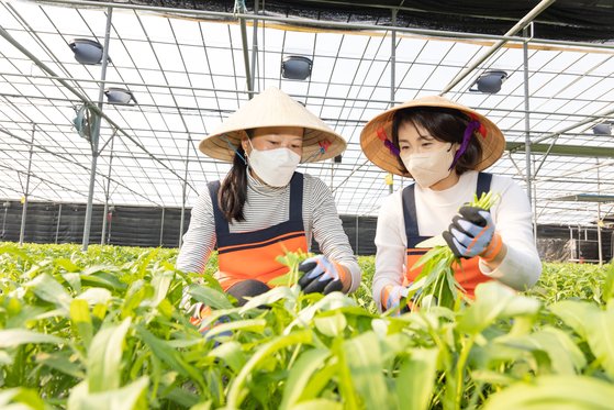 김혜경 씨가 지난달 26일 경남 사천 한 비닐하우스농장에서 이주여성과 함께 공심채를 수확하는 체험행사를 하고 있다. 사진 더불어민주당