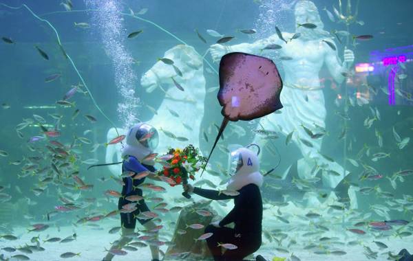 지난 5일 대전 엑스포 아쿠아리움을 찾은 윤태완(36)씨가 수족관 메인수조에서 시워커 체험을 하며 이색 프러포즈를 하고 있다. 체험은 공기가 공급되는 특수 헬멧을 착용하고 진행된다.