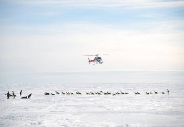 황제펭귄들이 마치 방문객을 환영이라도 하려는 듯 헬기 착륙지점으로 모여들었다.