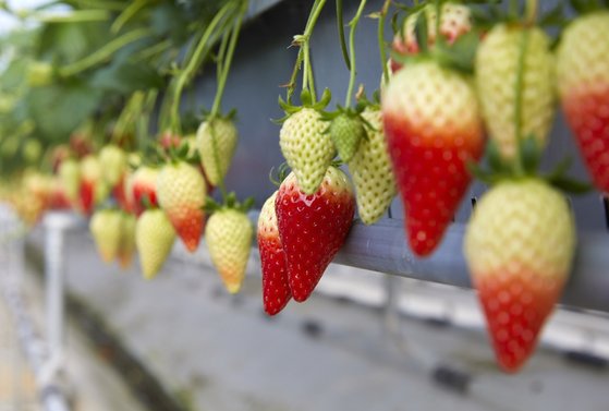 딸기연구소에서의 새로운 품종 개발은 육종 목표에 부합하는 성질을 가진 모본과 부본을 서로 교배시켜 이뤄진다.