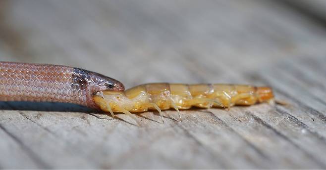 바위왕관뱀이 왕지네를 삼키다가 그대로 숨이 끊어진 채 발견된 모습. FWC Fish and Wildlife Research Institute 페이스북