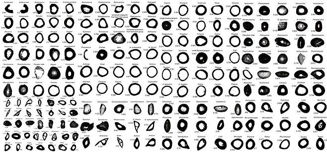 코끼리와 공룡부터 벌새까지 다양한 동물의 뼈 조직 모양. 물속 생활을 하는 동물일수록 꽉 차있고 육상동물은 도넛처럼 속이 비었다. 마테오 파브리 외 (2022) ‘네이처’ 제공