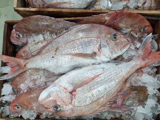 자연산 참돔은 선홍빛을 띠지만 나이가 들면 호르몬의 영향으로 색이 바랜다. 사진 정재묵 박사