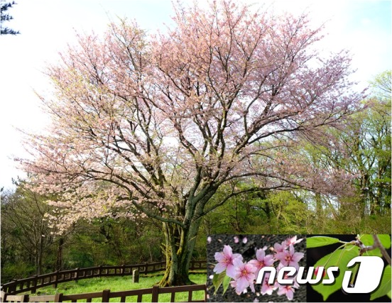 6일 '사단법인 왕벚프로젝트2050'(회장 신준환, 이하 왕벚프로젝트 2050)은 벚꽃 개화 시기에 맞춰 국회와 여의서로에 식재된 벚나무를 전수조사한 결과를 발표하고, 국회에 식재된 벚나무의 90%, 여의서로에 식재된 벚나무의 96%가 일본이 원산인 소메이요시노 벚나무로 조사됐다고 밝혔다.  제주도 자생 왕벚나무: 천연기념물 159호 (봉개동 자생지) 2호木, 꽃과 열매 © News1