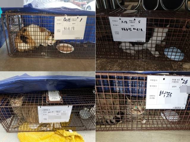 TNR 시술을 하려면 수 년간 사료를 챙겨준 캣돌봄이들이 직접 고양이를 포획해야 한다. 강서구 캣맘들이 밤새 포획한 길고양이들 모습. 제보자 제공